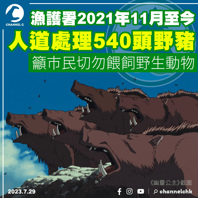 漁護署前年11月至今人道處理540頭野豬　籲市民切勿餵飼野生動物