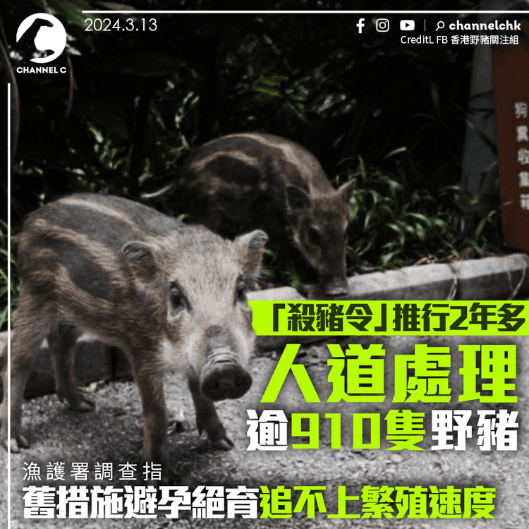 「殺豬令」推行2年多　人道處理逾910隻野豬　漁護署調查指舊措施避孕絕育追不上繁殖速度