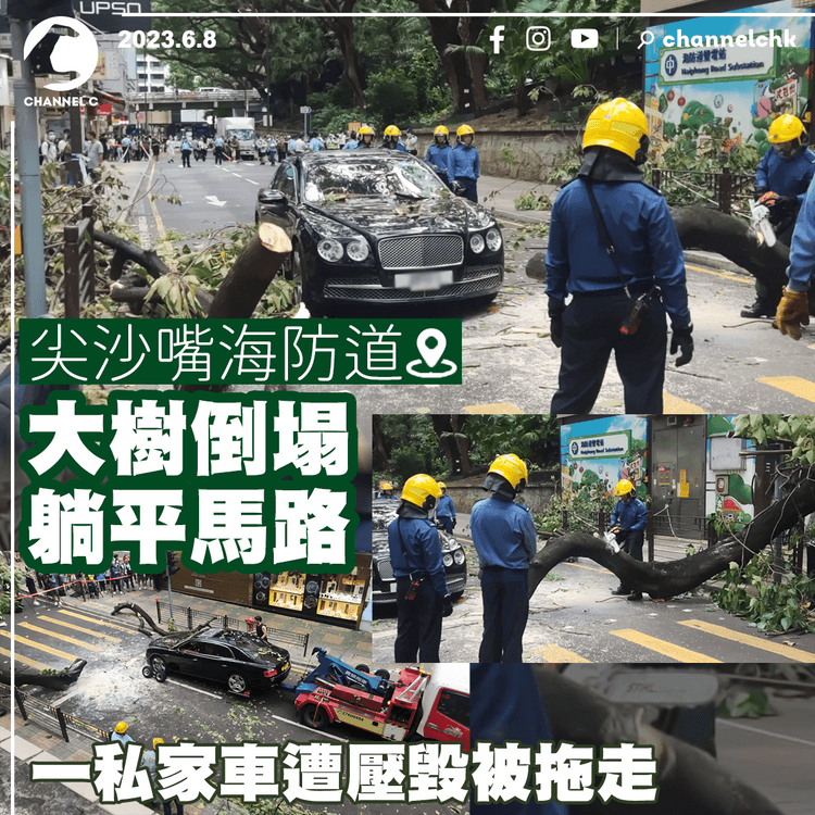 尖沙嘴海防道大樹倒塌 躺平馬路 一私家車遭壓毀被拖走