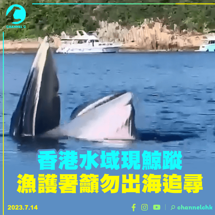 香港水域現鯨蹤　漁護署籲勿出海追尋