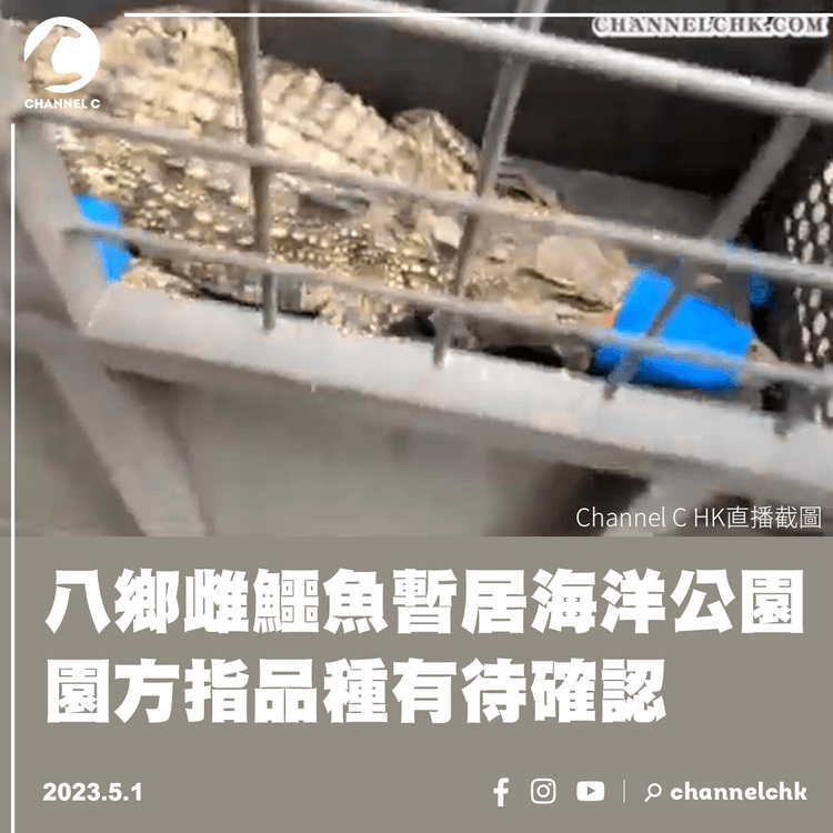 八鄉雌鱷魚暫居海洋公園 園方指品種有待確認