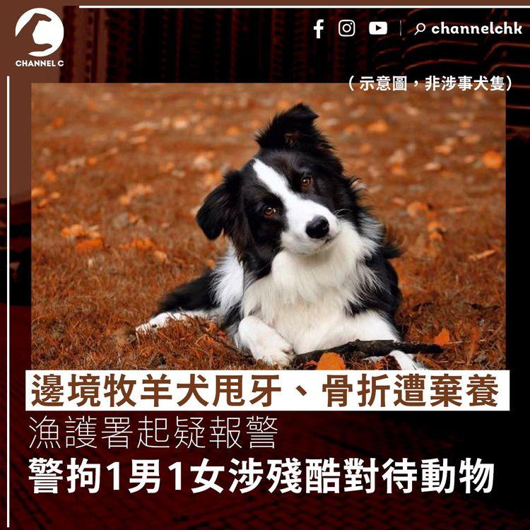 邊境牧羊犬甩牙骨折遭棄養 警拘1男1女涉殘酷對待動物