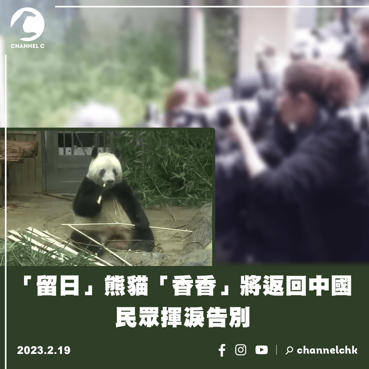 「留日」熊貓「香香」將返回中國 民眾揮淚告別