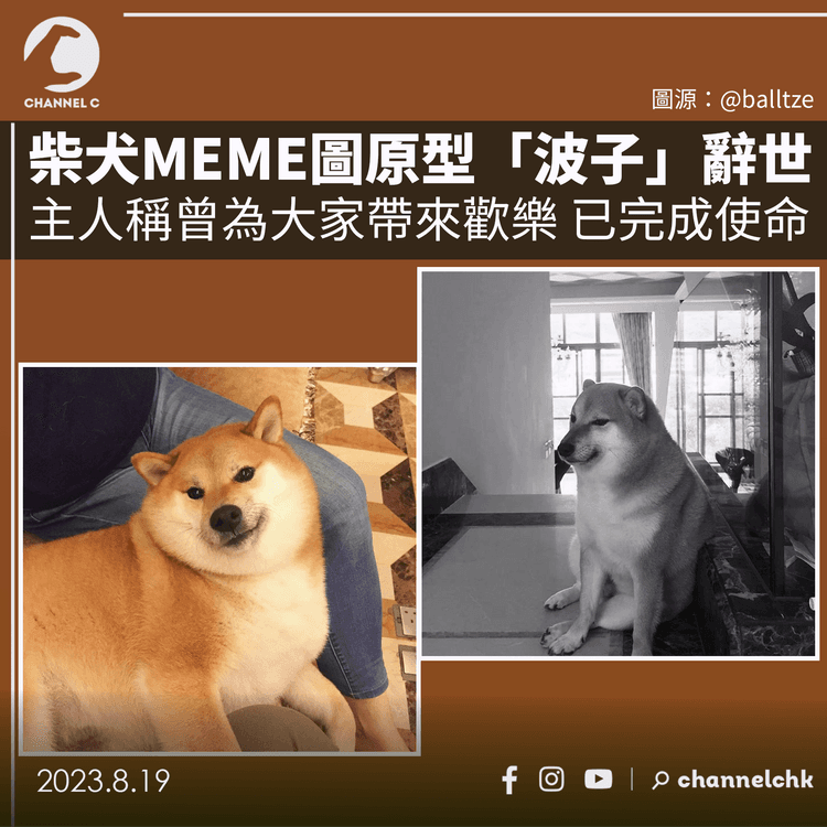 柴犬MEME圖原型「波子」辭世　主人稱曾為大家帶來歡樂 已完成使命