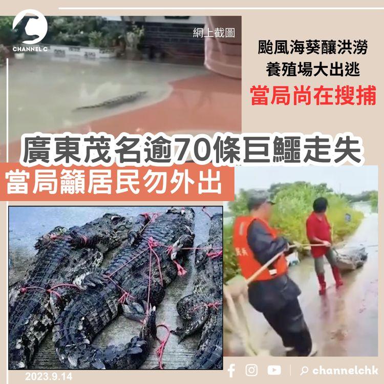 廣東茂名逾70條鱷魚走失尚未尋回　當局呼籲居民留在家中