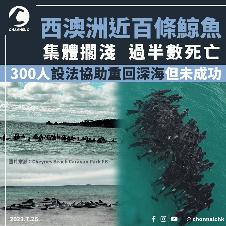 西澳洲近百條鯨魚集體擱淺 過半數死亡 三百多人設法協助重回深海但未成功