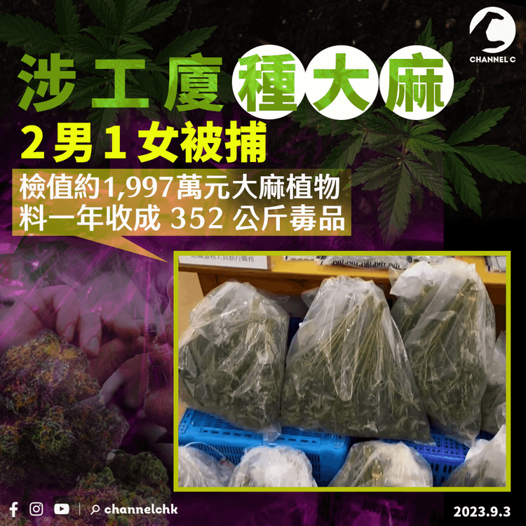 2男1女涉工廈種大麻被捕　兩種植場檢值約1,997萬元大麻植物　料一年收成352公斤毒品