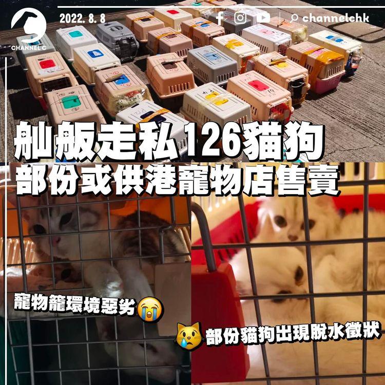 舢舨走私126貓狗 部份或供港寵物店售賣