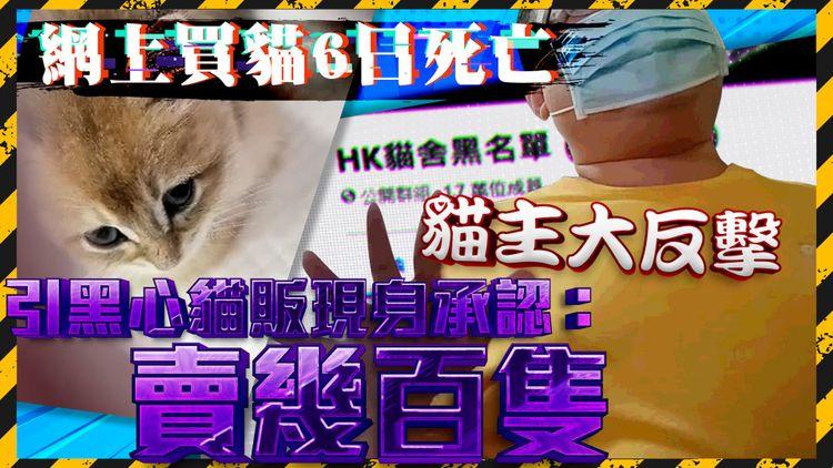 網上買貓6日死亡 貓主大反擊 引黑心貓販現身當場踢爆認：賣幾百隻