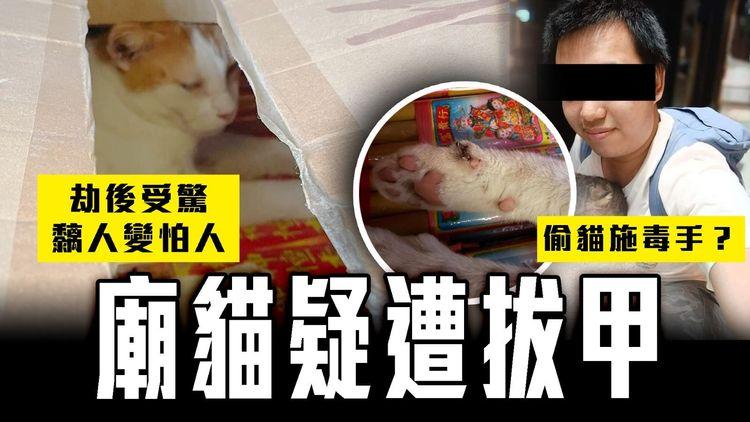 可愛廟貓 疑慘遭拔趾甲！街坊揭恐怖傷勢｜25歲網紅Kenny被捕 偷貓施毒手？「樂樂」劫後受驚 黐人變怕人｜馬頭圍道北帝廟