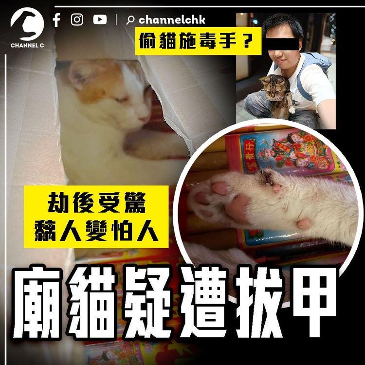 可愛廟貓 疑慘遭拔趾甲！街坊揭恐怖傷勢｜25歲網紅Kenny被捕 偷貓施毒手？「樂樂」劫後受驚 黐人變怕人｜馬頭圍道北帝廟