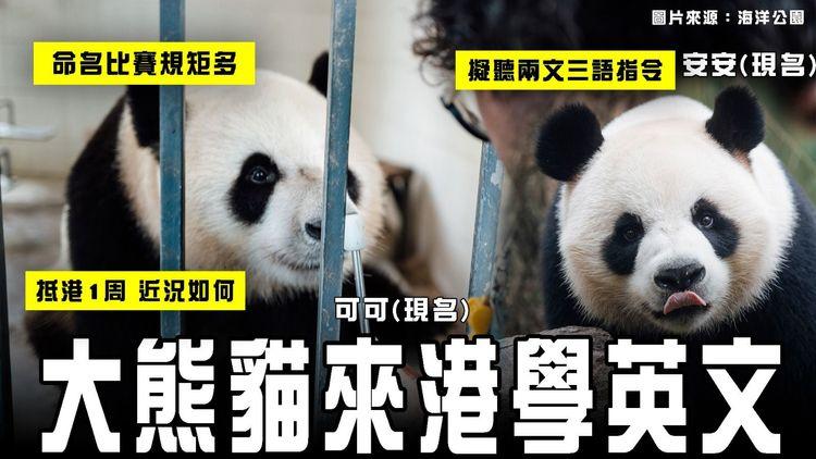 大熊貓來港學英文！擬聽兩文三語指令｜盤點命名比賽規矩多 你有興趣麽？安安可可住海洋公園1周 近況如何？