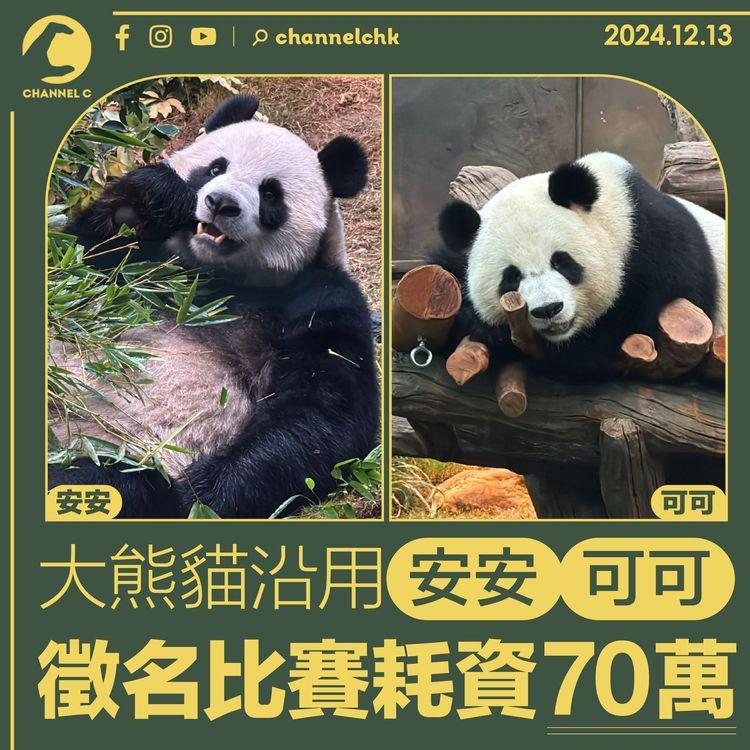 大熊貓沿用安安可可　徵名比賽耗資70萬