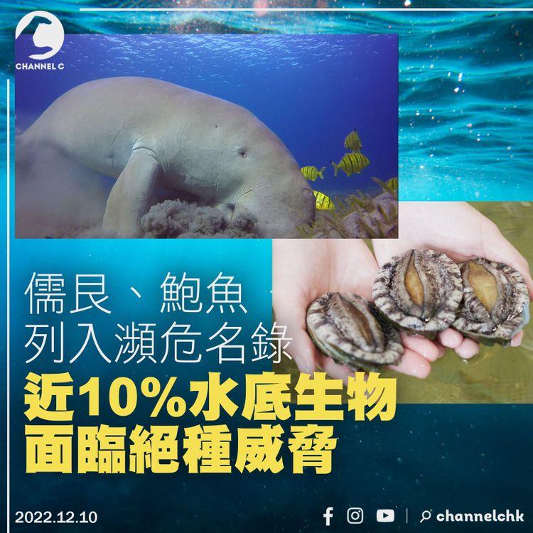 儒艮鮑魚列入瀕危名錄 近10%水底生物面臨絕種威脅