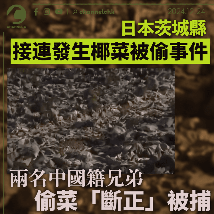 日本茨城縣接連發生椰菜被偷事件　超過3,200顆　兩名中國籍兄弟偷菜「斷正」被捕