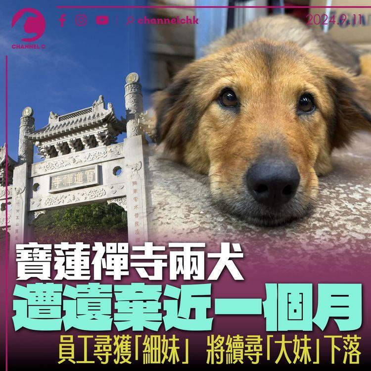 寶蓮禪寺兩犬遭遺棄近一個月　員工尋獲「細妹」　將續尋「大妹」下落