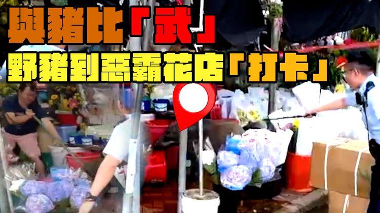 SRSWorks特約 | 野豬誤闖旺角花墟 店主用棍狂插阻進入 伙記埋怨警方漁農署辦事不力 野豬最終被人道毀滅