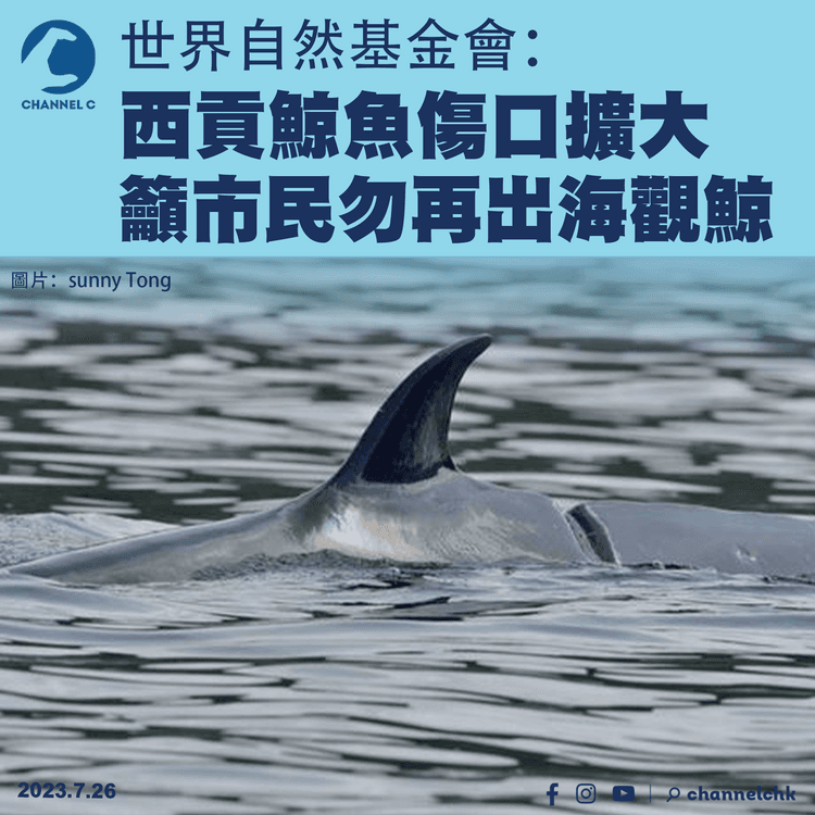 世界自然基金會：西貢鯨魚傷口擴大　籲市民勿再出海觀鯨