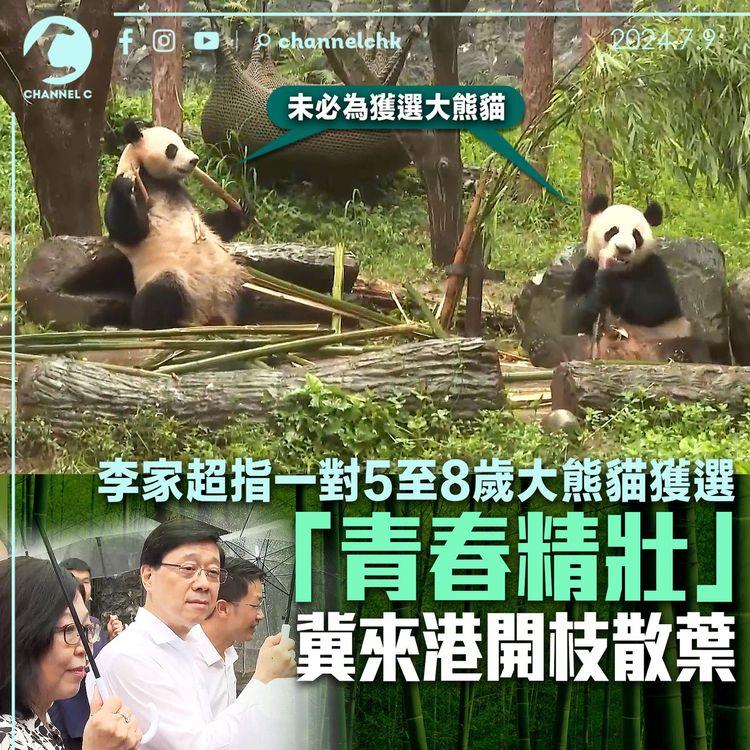 李家超指一對 5 至 8 歲大熊貓獲選　「青春精壯」冀來港開枝散葉