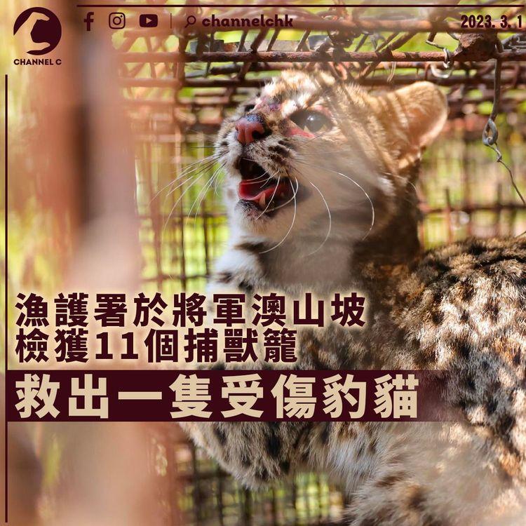 漁護署於將軍澳山坡檢獲11個捕獸籠 救出一隻受傷豹貓