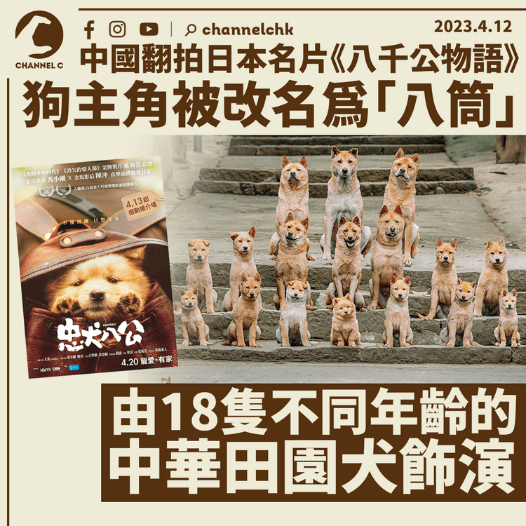日本名片《八千公物語》被中國翻拍 主角被改名為「八筒」 18隻狗演員拍攝後各有待遇