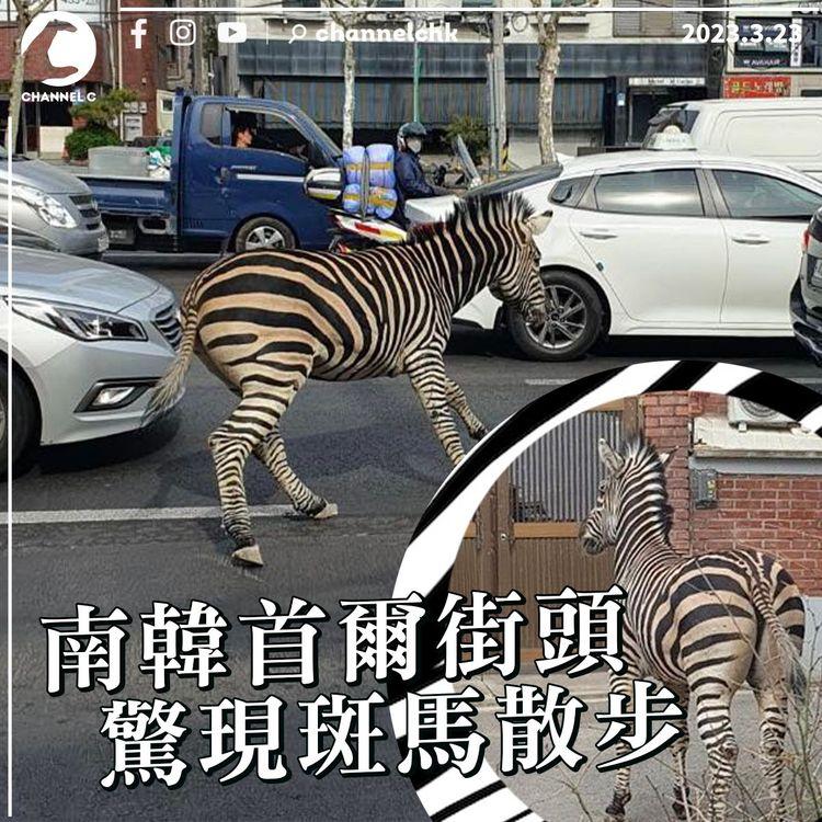 南韓首爾街頭驚現斑馬散步 疑從兒童大公園走甩
