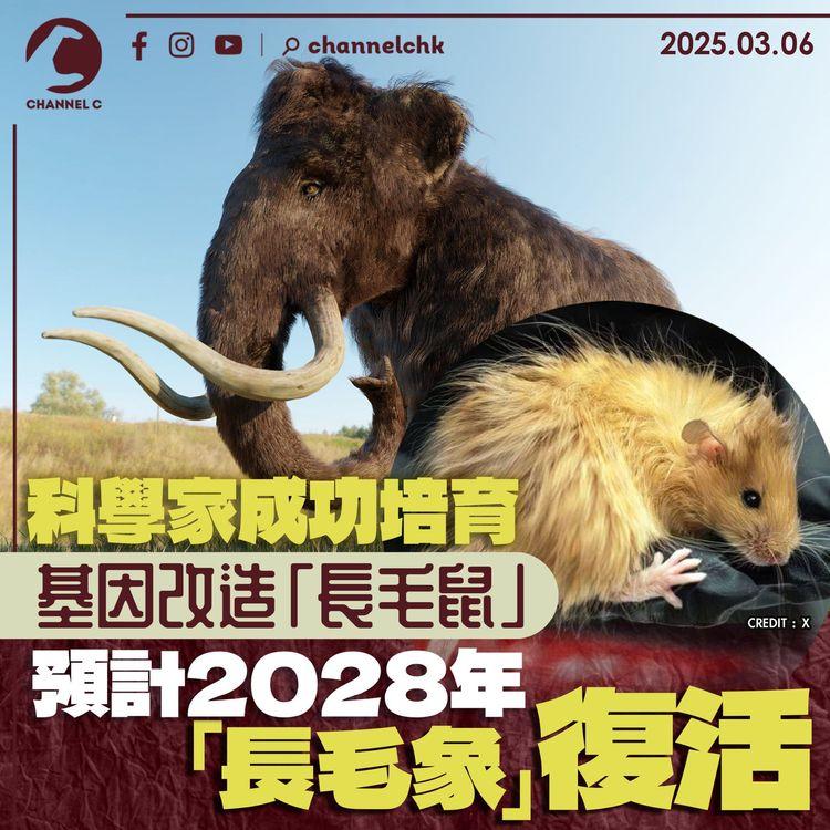 科學家成功培育基因改造「長毛鼠」　預計2028 年「長毛象」復活