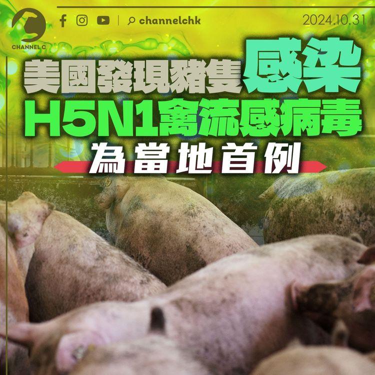 美國發現豬隻感染H5N1禽流感病毒　為當地首例