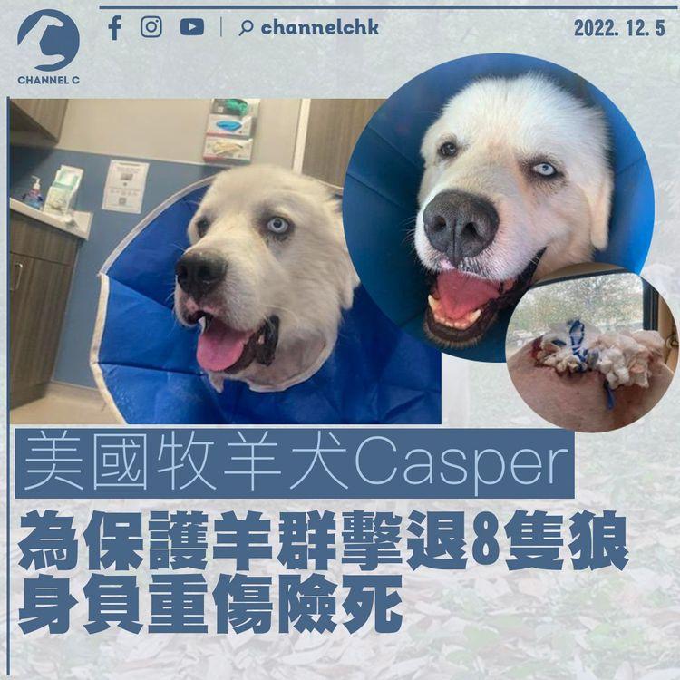 美國牧羊犬為保護羊群擊退8隻狼 身負重傷留醫診所