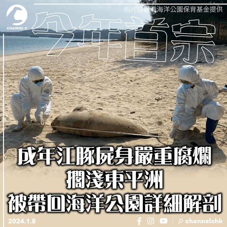 今年首宗︱成年江豚屍身嚴重腐爛擱淺東平洲　被帶回海洋公園詳細解剖