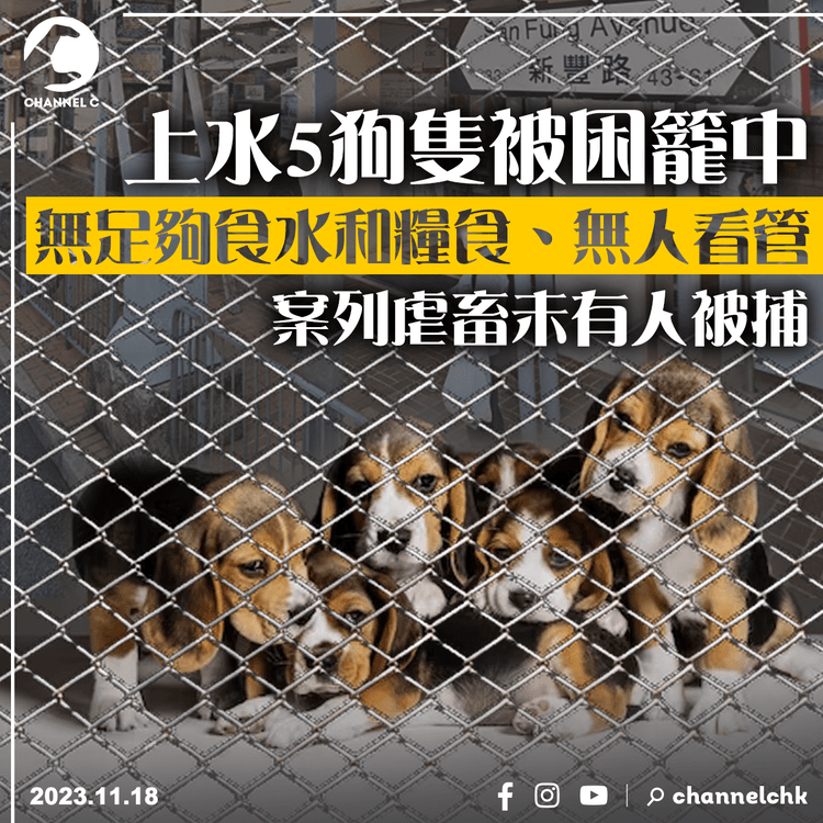 上水5狗隻被困籠中無人看管　案列虐畜未有人被捕