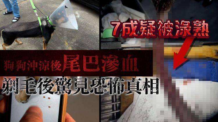 狗狗沖涼後尾巴滲血 剃毛後驚見恐怖真相 7成疑被灼傷