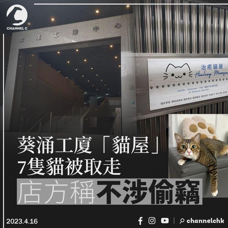 葵涌工廈「貓屋」7隻貓被取走 店方稱不涉偷竊