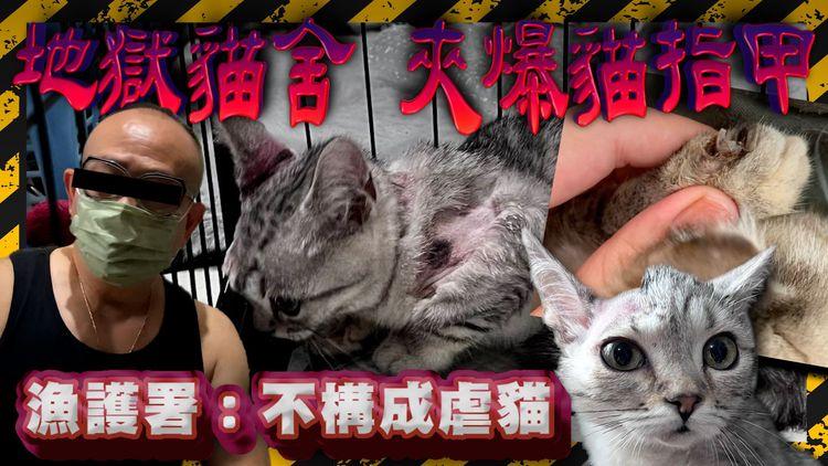 地獄貓舍 (上集)｜泯滅人性！賤養賤賣 餵淘寶不知名藥 夾爆貓指甲 長期困籠致肌肉萎縮 漁護署：不構成虐貓