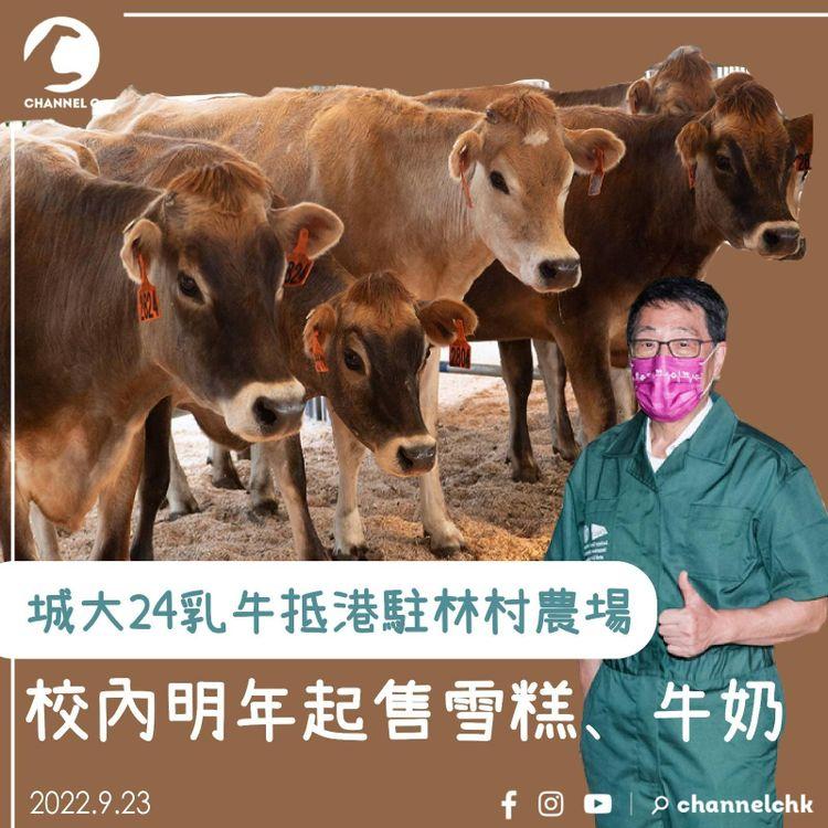 城大24乳牛抵港駐林村農場 校內明年起售雪糕、牛奶 