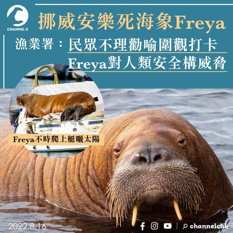 挪威安樂死海象Freya 漁業署：民眾不理勸喻圍觀打卡 對人類安全構威脅