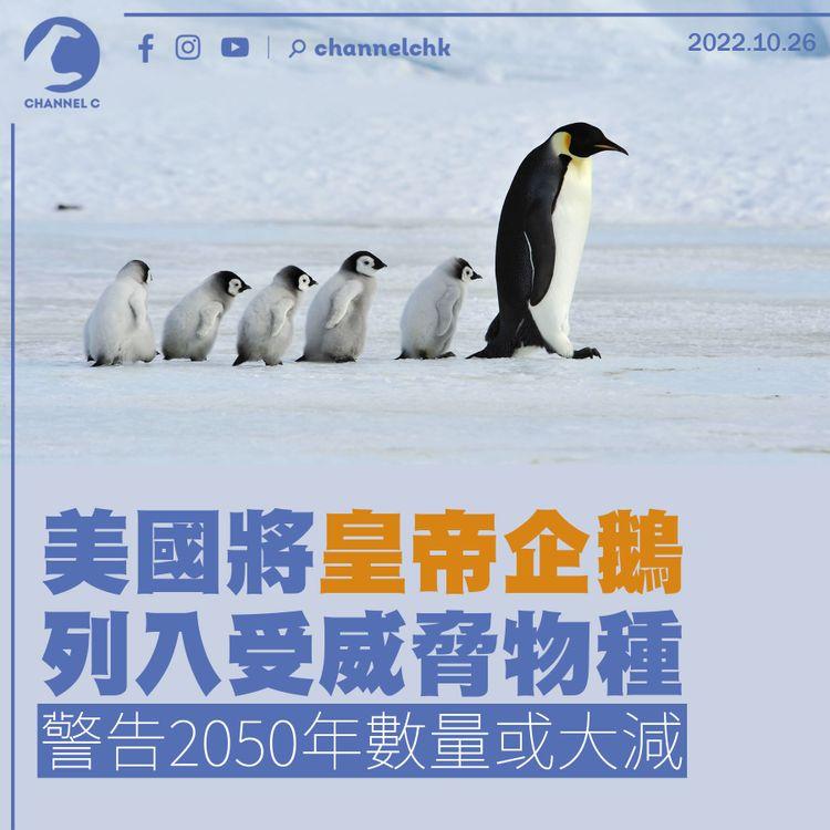 美國將皇帝企鵝列入受威脅物種 警告2050年數量或大減