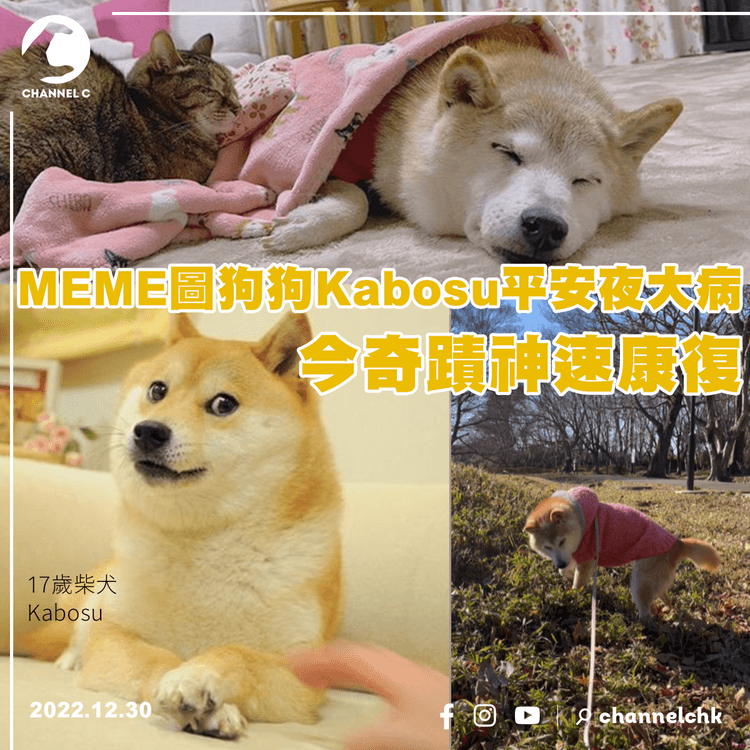 MEME圖狗狗Kabosu平安夜大病 今奇蹟神速康復