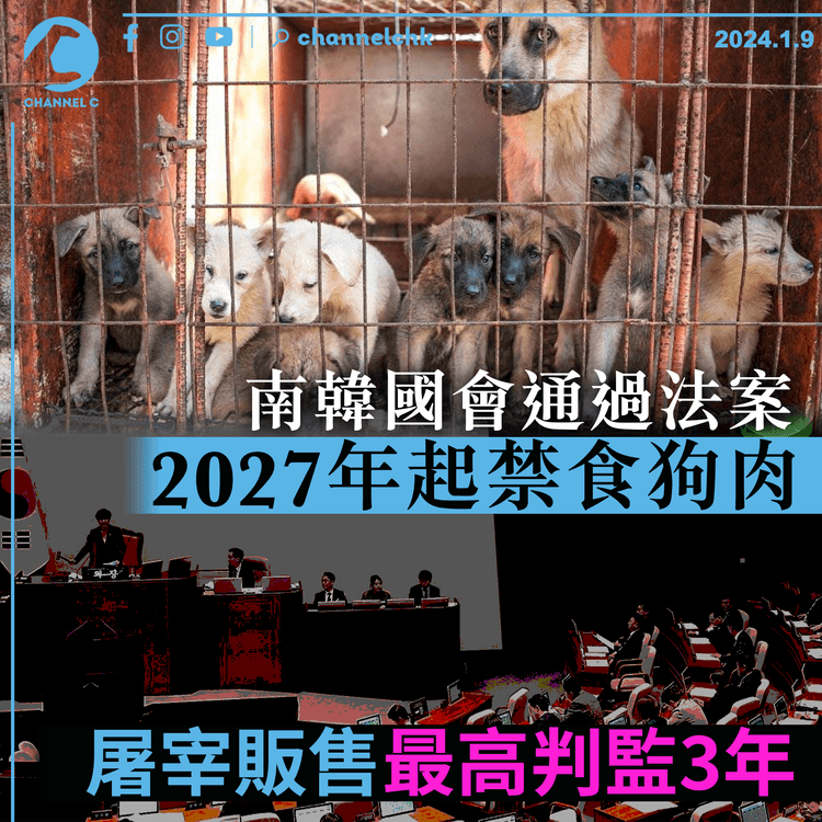 南韓國會通過法案　2027年起禁食狗肉　屠宰販售最高判監3年