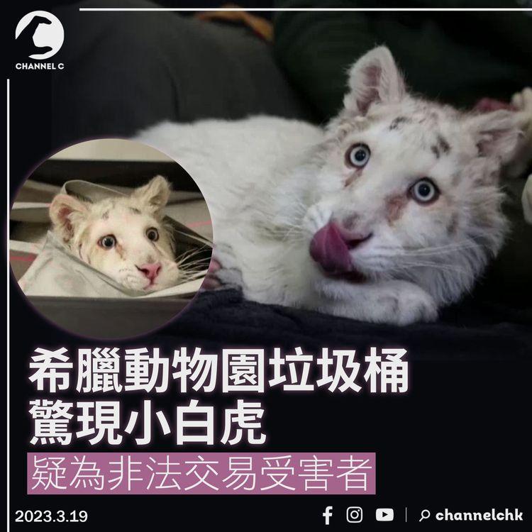 希臘動物園垃圾桶驚現小白虎 疑為非法交易受害者