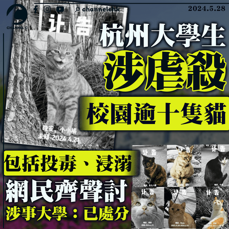 杭州大學生涉虐殺校園逾十隻貓　包括投毒、溺斃　網民齊聲討　涉事大學：已處分