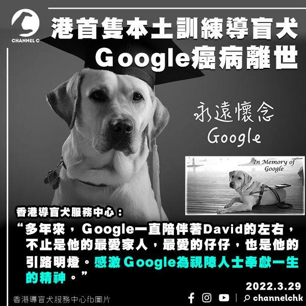港首隻本土訓練導盲犬Google癌病離世 十年來陪伴主人奉獻一生 