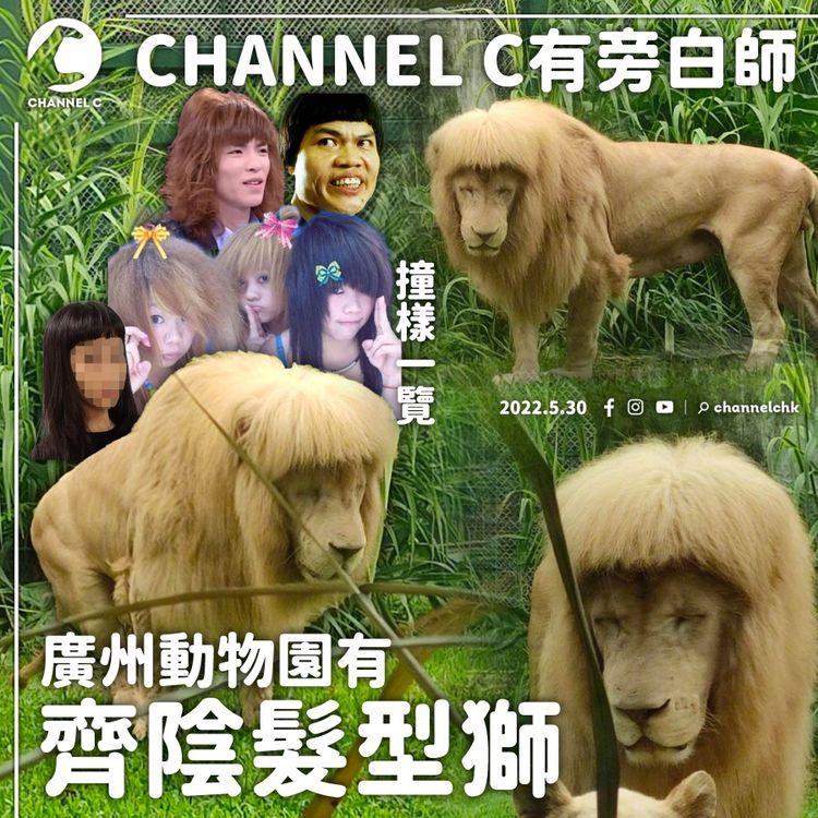 廣州「齊陰獅」成笑點 與電視台歌手撞樣？ 員工：隻獅子佢自己梳 