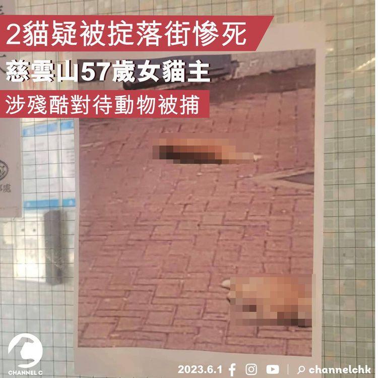慈雲山2貓疑被掟落街慘死 57歲女貓主涉殘酷對待動物被捕