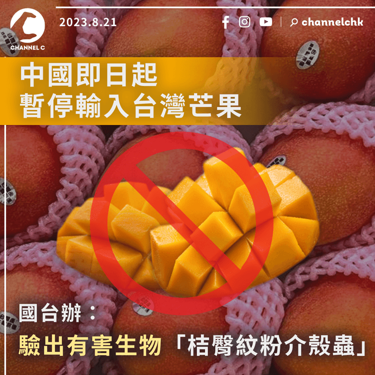 中國即日起暫停輸入台灣芒果　國台辦：驗出有害生物「桔臀紋粉介殼蟲」