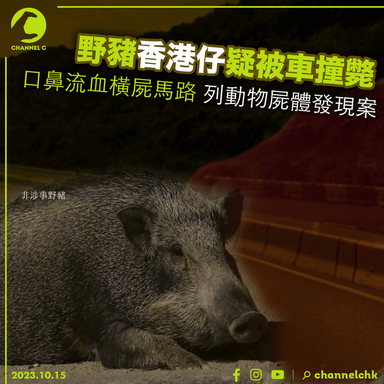 香港仔野豬疑被車撞斃　口鼻流血橫屍馬路　列動物屍體發現案