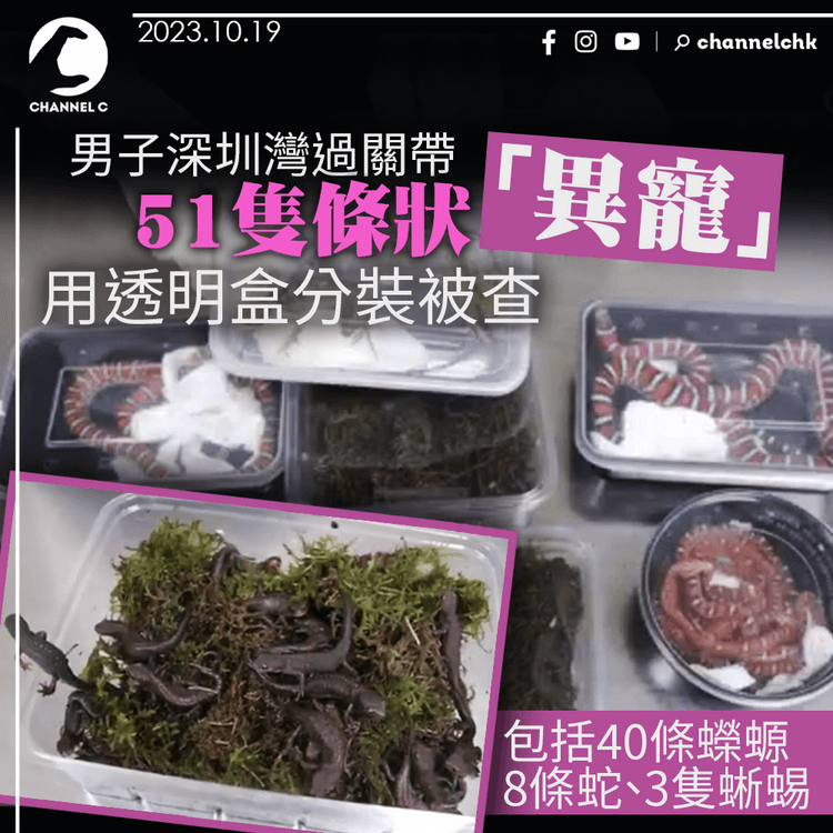 男子深圳灣過關帶51隻條狀「異寵」　用透明盒分裝被查　包括40條蠑螈、8條蛇