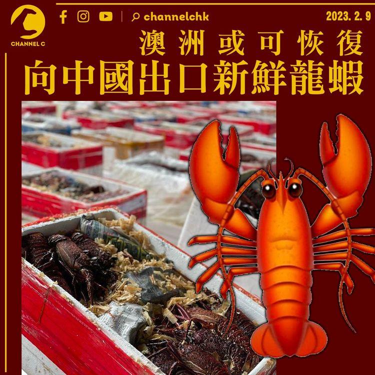澳洲或可恢復向中國出口新鮮龍蝦 兩地貿易禁令料逐漸解凍