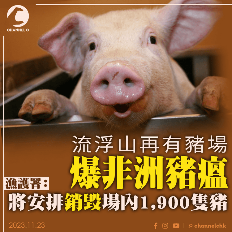 流浮山再有豬場爆非洲豬瘟　漁護署：將安排銷毀場內1,900隻豬