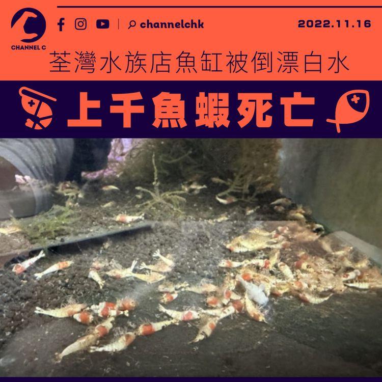 荃灣水族店魚缸被倒漂白水 上千魚蝦死亡